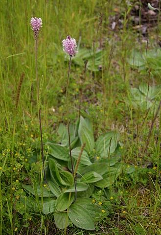 Plantago media